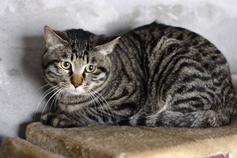 中华田园猫和狸花猫有什么区别,古代中华田园猫排行