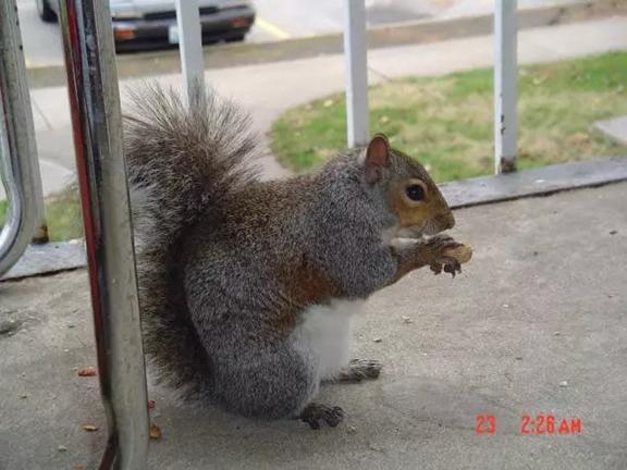 我的“大尾巴”，你在异国他乡还好吗？