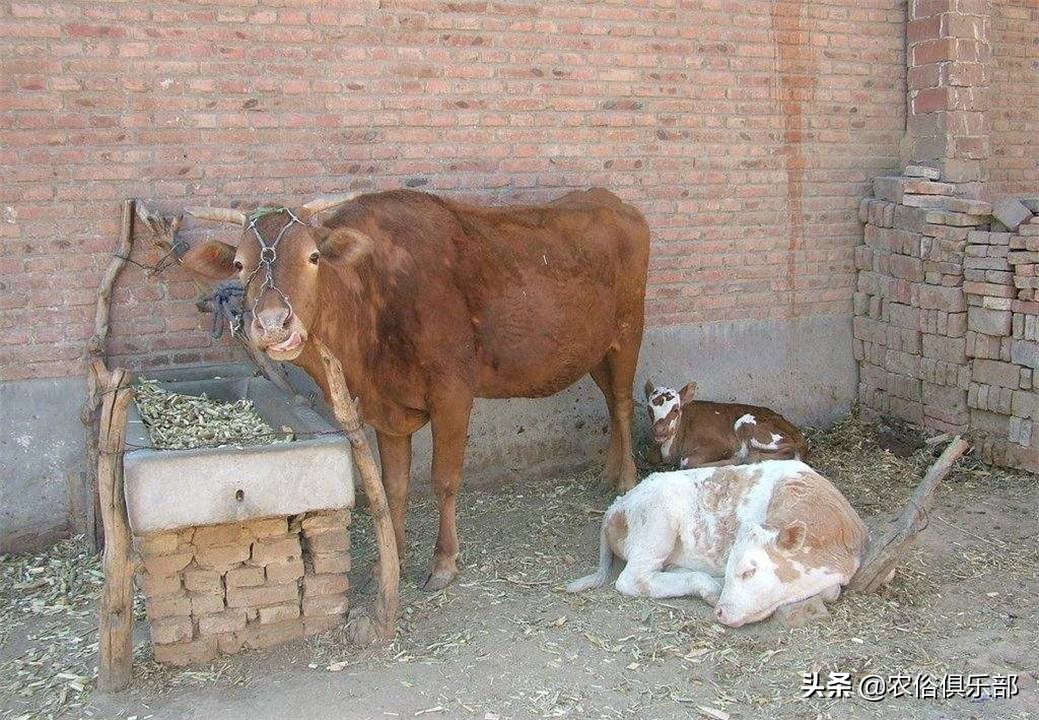 多省爆发牛皮肤病，三伏天不建议买牛，这些建议值得养牛人借鉴