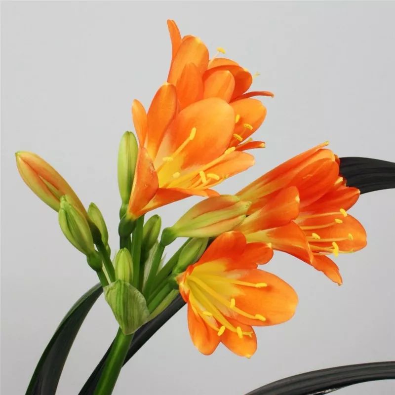 2019真实鲜花图片,2023鲜花爆款图文