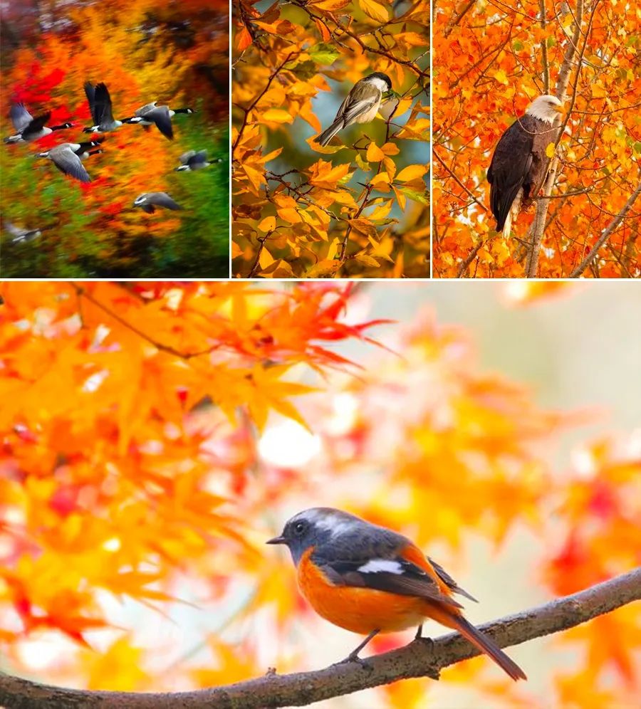 树林画法儿童画,树林的画法儿童画