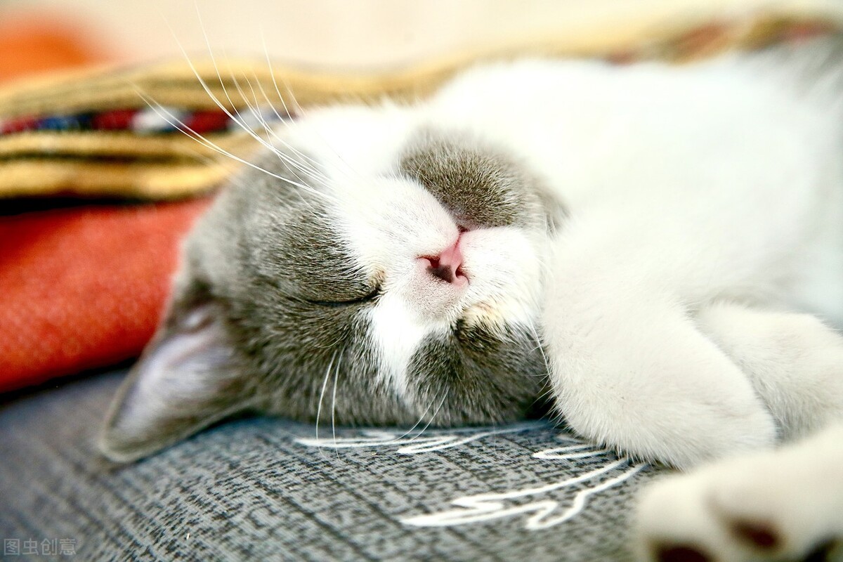 长期养猫会导致人的甲状腺问题吗,养猫吸入猫毛怎么处理啊