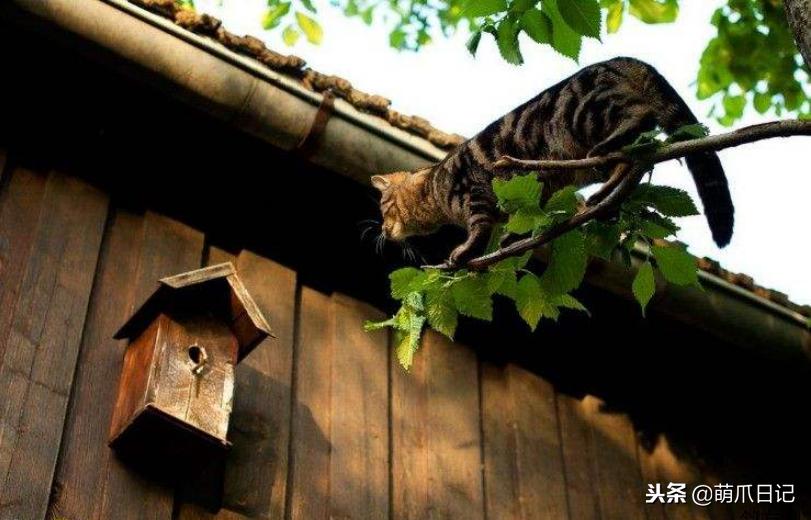 养狗是养哈士奇好还是养萨摩耶好,农村养狗也要当宠物养吗