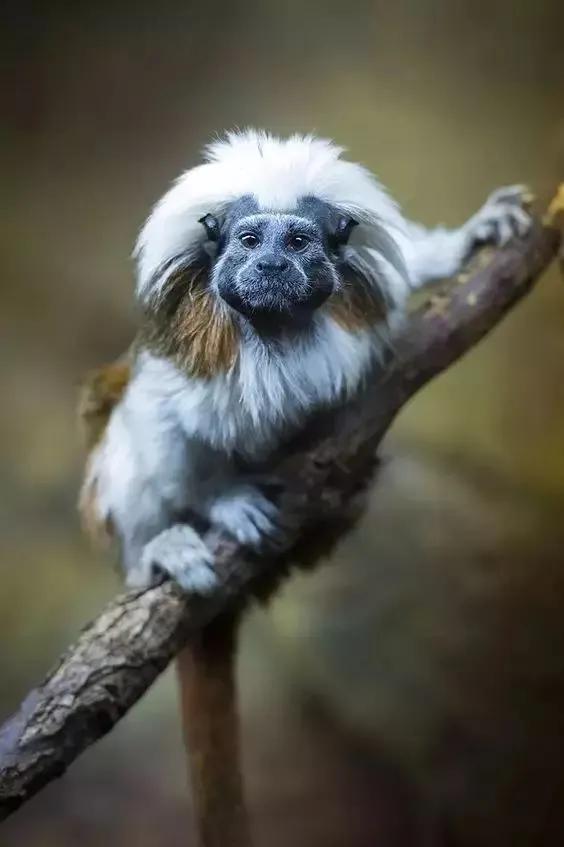 看看猴子,老猴子孙悟空72变