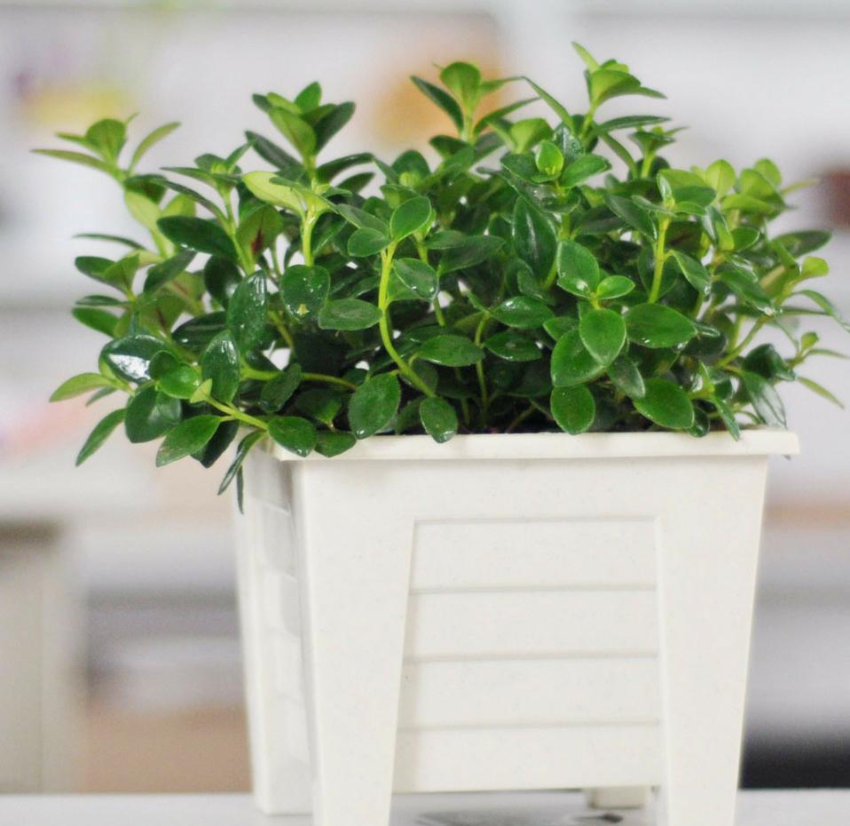 金鱼吊兰根系从底部出来了咋办,金鱼吊兰养殖方法及注意事项图片