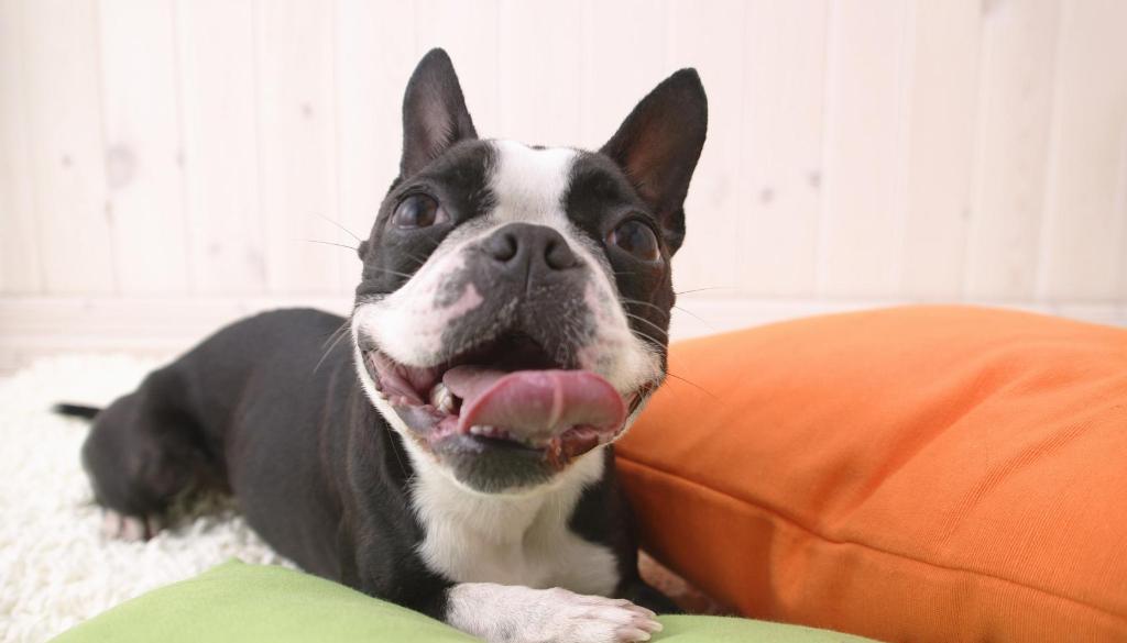 狗狗喜欢吃墙灰怎么回事,你家狗狗总喜欢咬你的手指