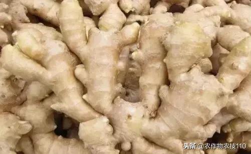 高产种姜栽培技术视频,种姜之前姜种用什么消毒