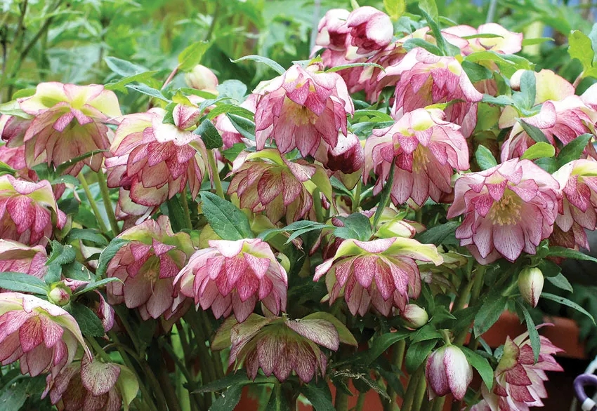 大雪天能种的植物,迷你玫瑰是不是一年四季都能开花