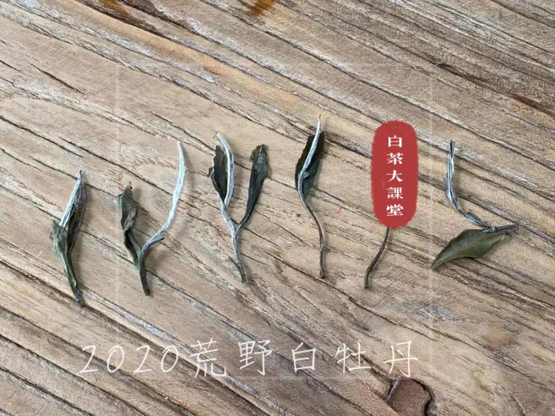 老白茶有霉味是什么原因,老白茶为什么越陈越香