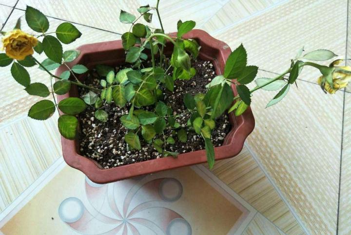 买到激素花苗怎么养,月季花买到激素苗了怎么整