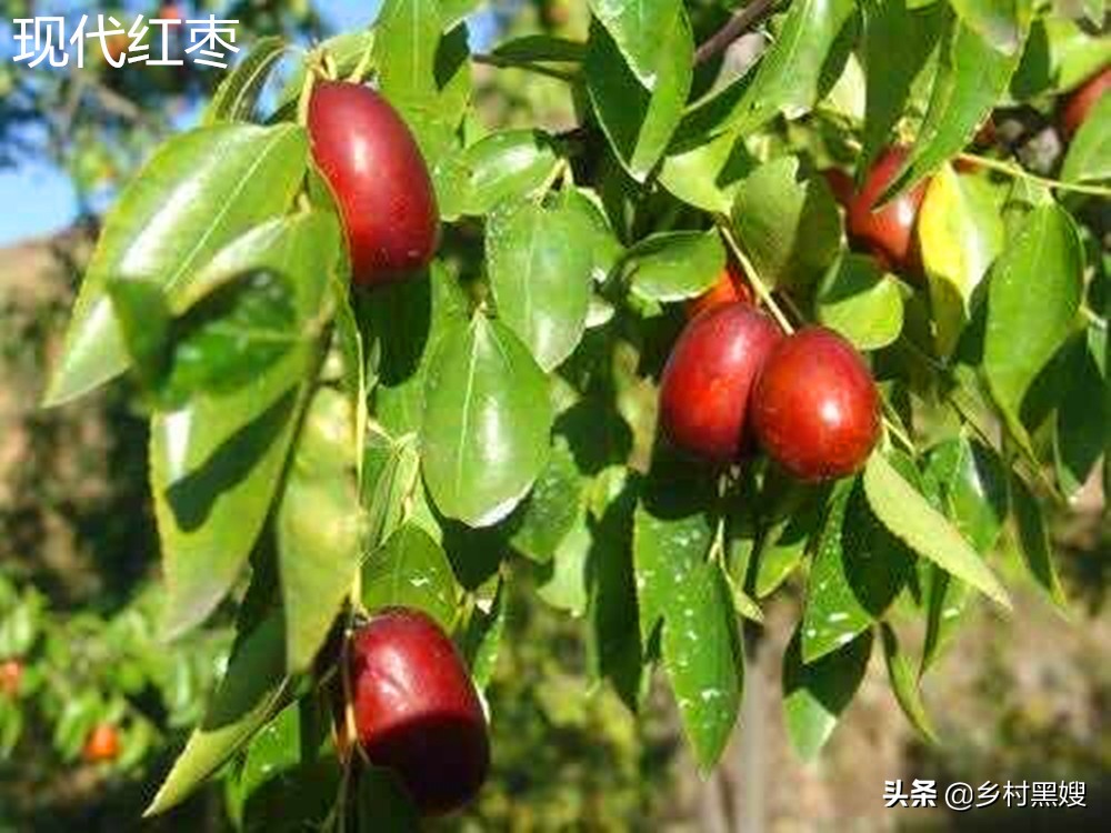 红枣的成长历程,红枣原来是什么样的