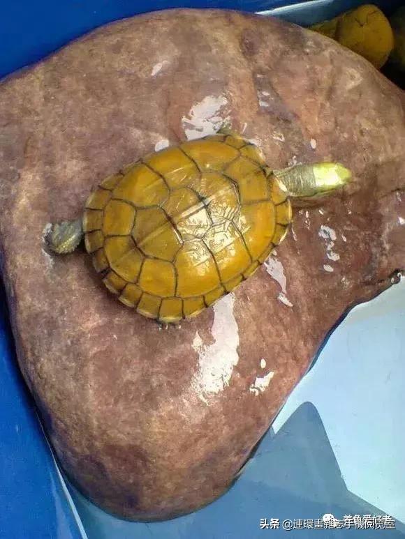 黄喉小青龟吃什么,黄喉龟养殖前景