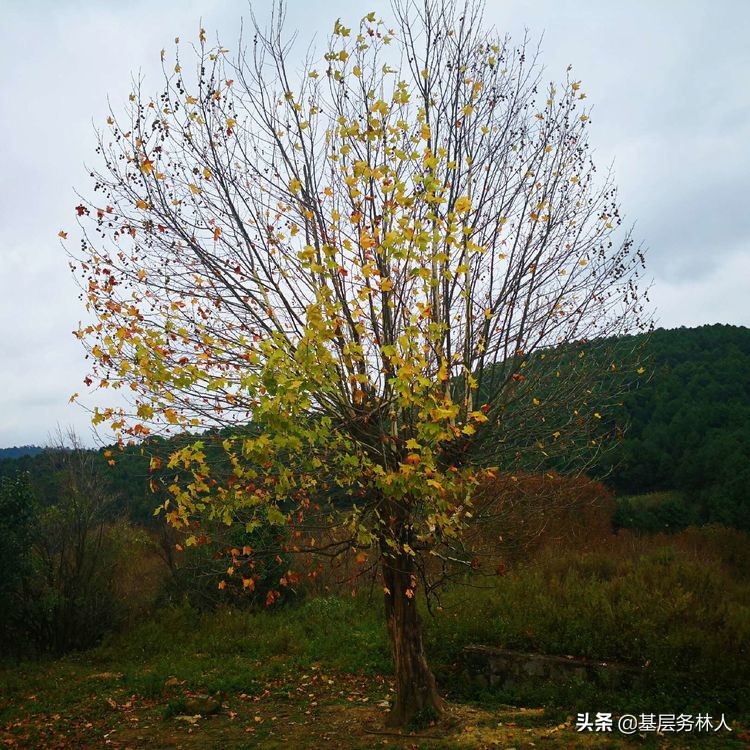 云南澄江兵工厂,云南兵工厂旧址