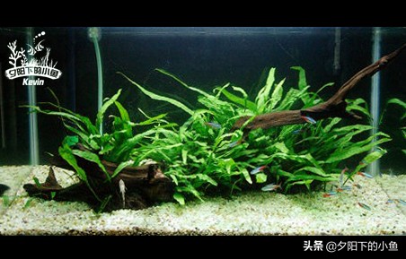 种水草需要水草泥还是水草沙,什么水草不需要水草泥或者沙