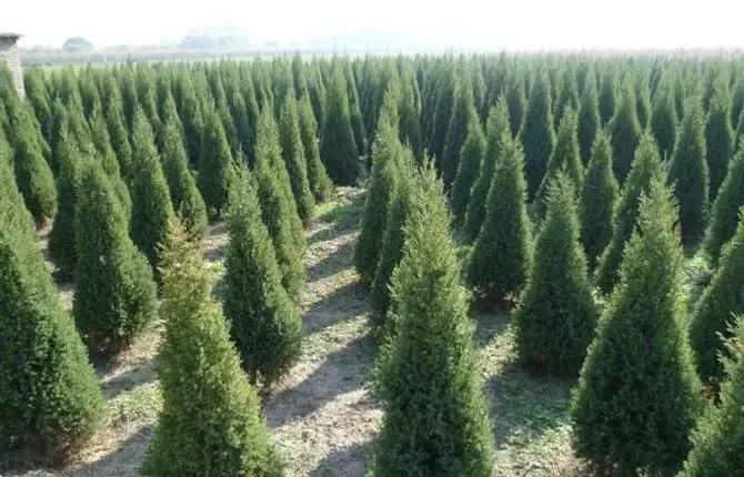 灌木球苗圃每亩盈利多少,苗圃经营新手入门