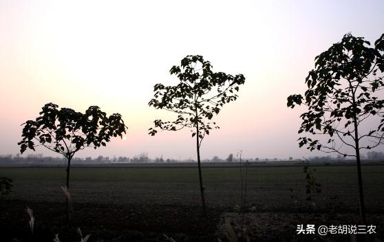 邻居地里种树影响我家农作物生长,农田旁边种树影响我怎么办