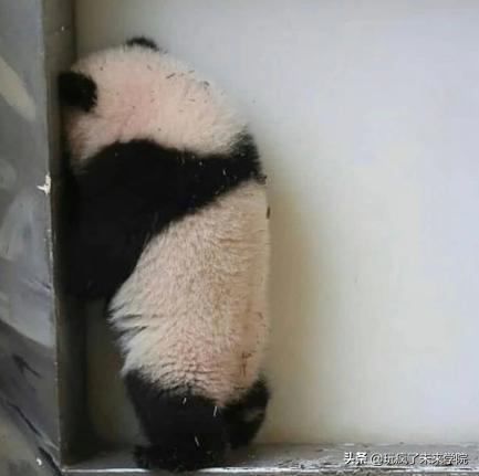 熊猫称完体重后自闭,当熊猫称完体重自闭