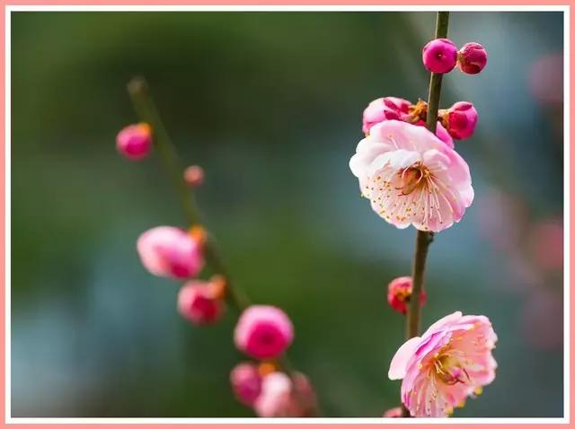 魔都赏花旅游攻略,魔都春季赏花好地方