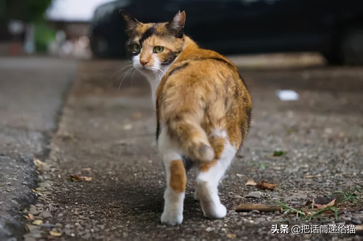 虐猫后良心发现加价“*养送**”？在日本领养流浪猫没你想的那么美好