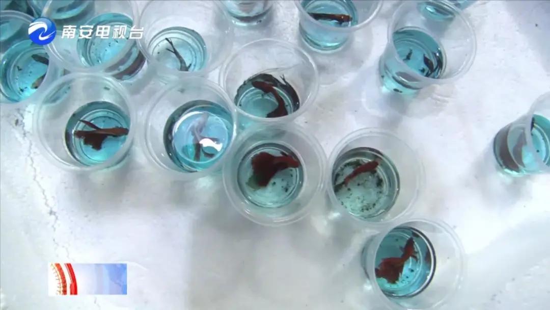 90后小伙的“斗鱼”梦:泰国斗鱼从南安“游”到全国各地!