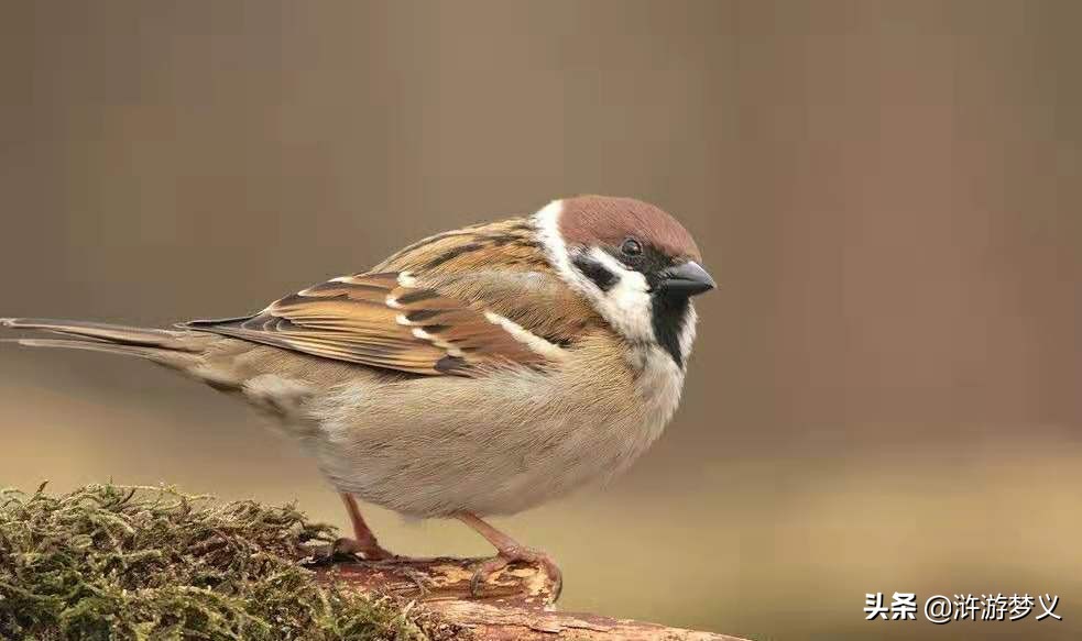 那些说不出名字的鸟,常见的纯黑色羽毛的鸟有哪些
