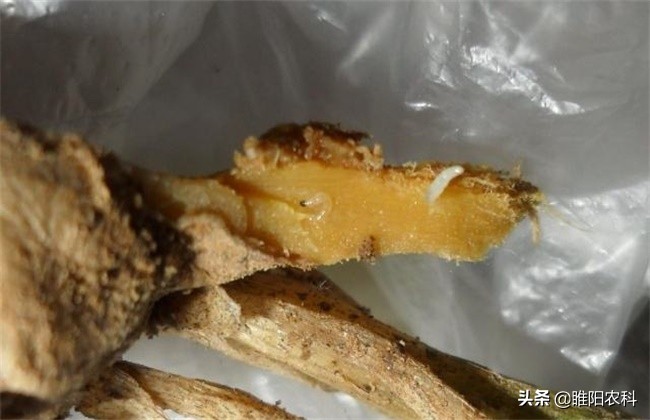 冶韭蛆安全有效的药,治韭蛆专用长效药