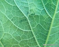 南瓜高产种植，病害重、虫子多；如何防治效果好呢？