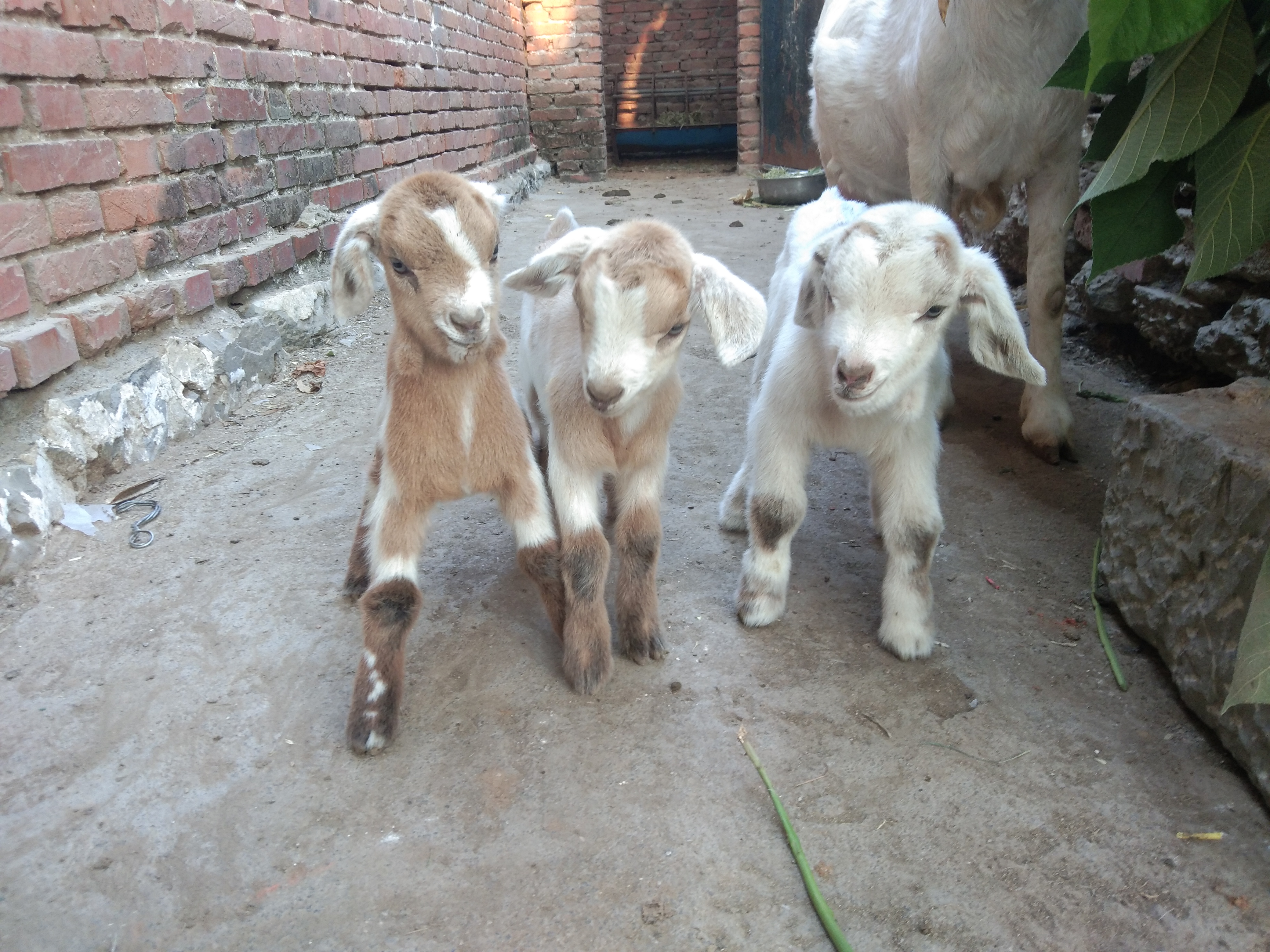 母羊不发情的几种人为因素，这样的情况完全可以避免