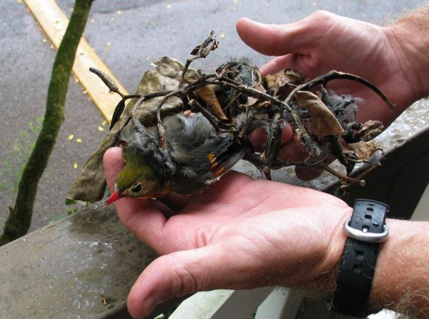 捕鸟树“杀鸟为乐”，忘记传播种子，被进化带偏的物种有多可怕？