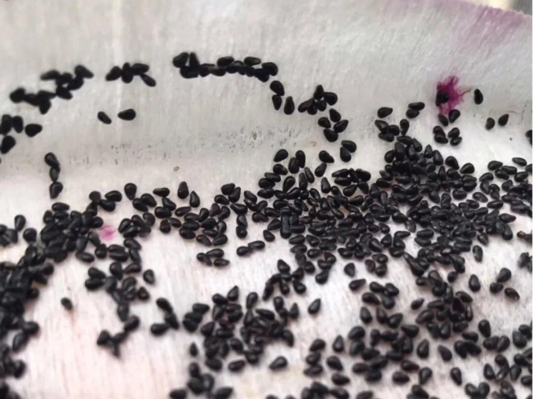 芒果核种芒果的过程,菠萝芒果核种植视频