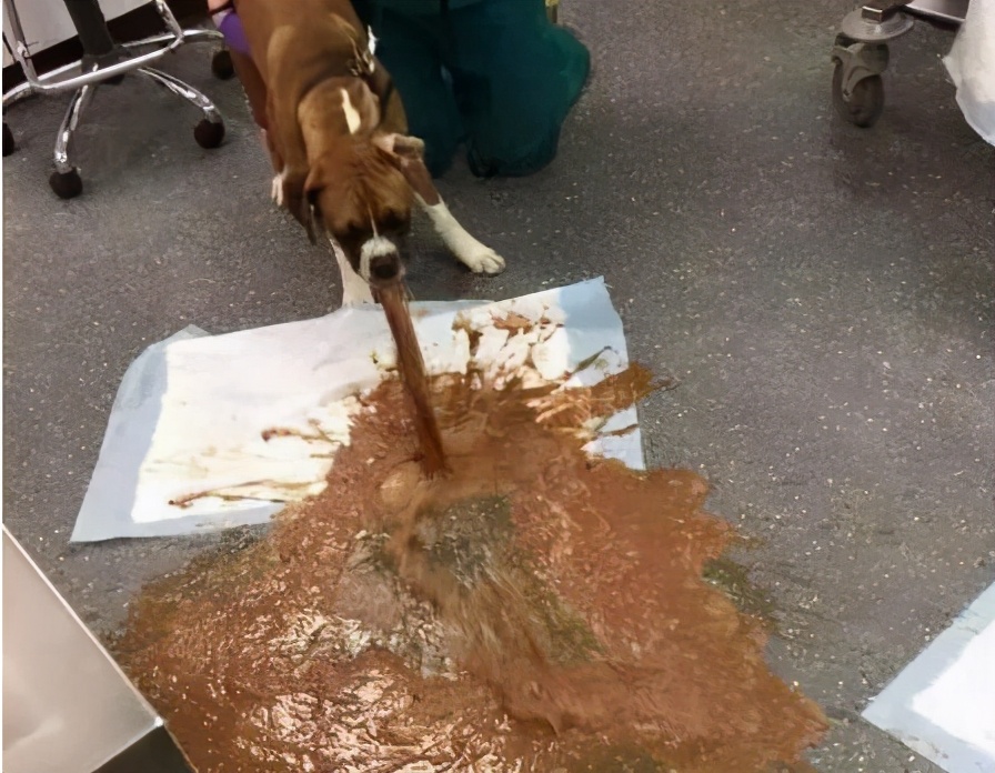 最近为什么狗狗大多数都会死亡,狗狗濒临死亡前几个小时的症状