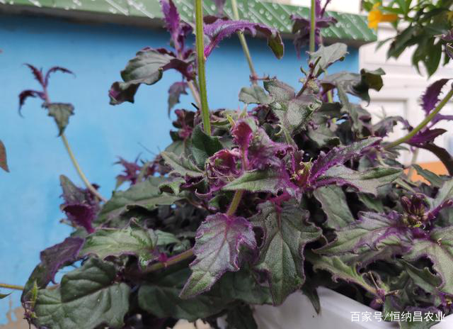 花涝了怎么挽救,花卉种植被水淹以后怎么补救