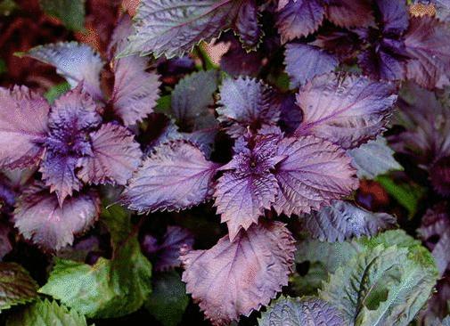 绝密34种常用香料的名称与用途,揭秘34种常用香料名称与用途