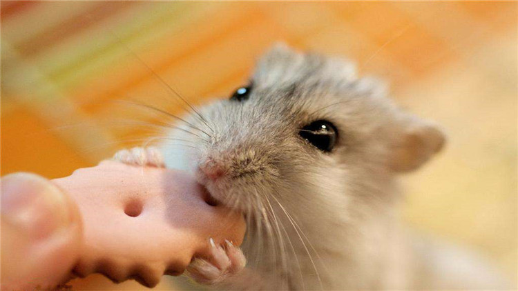 仓鼠伪冬眠用吹风机吹结果没有用,仓鼠伪冬眠醒了以后怎么办