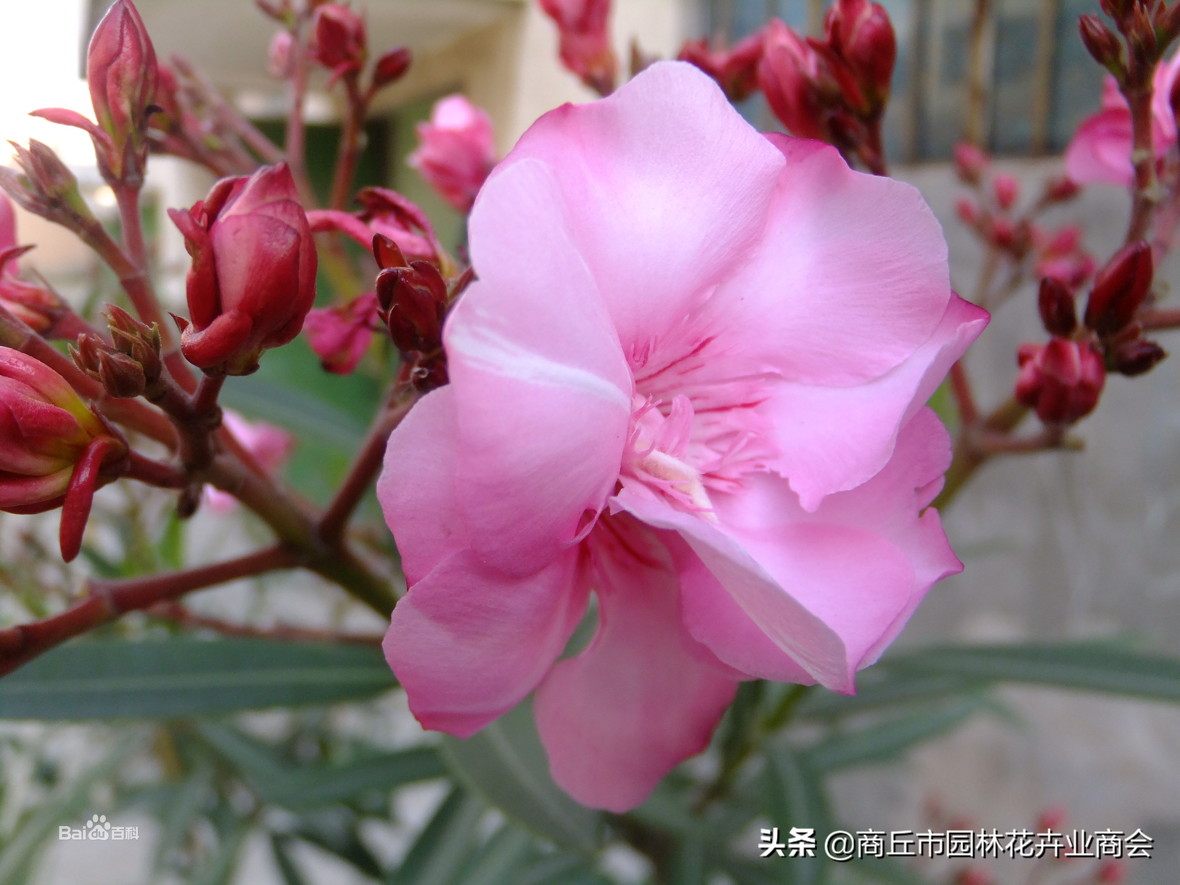 治月季黑斑病喷什么药好呢,治月季黑斑病的有效药哪里有卖的