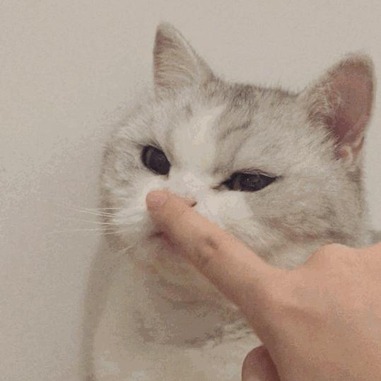 养猫40条常识猫咪生病的症状,新手养猫攻略常见的猫咪疾病篇