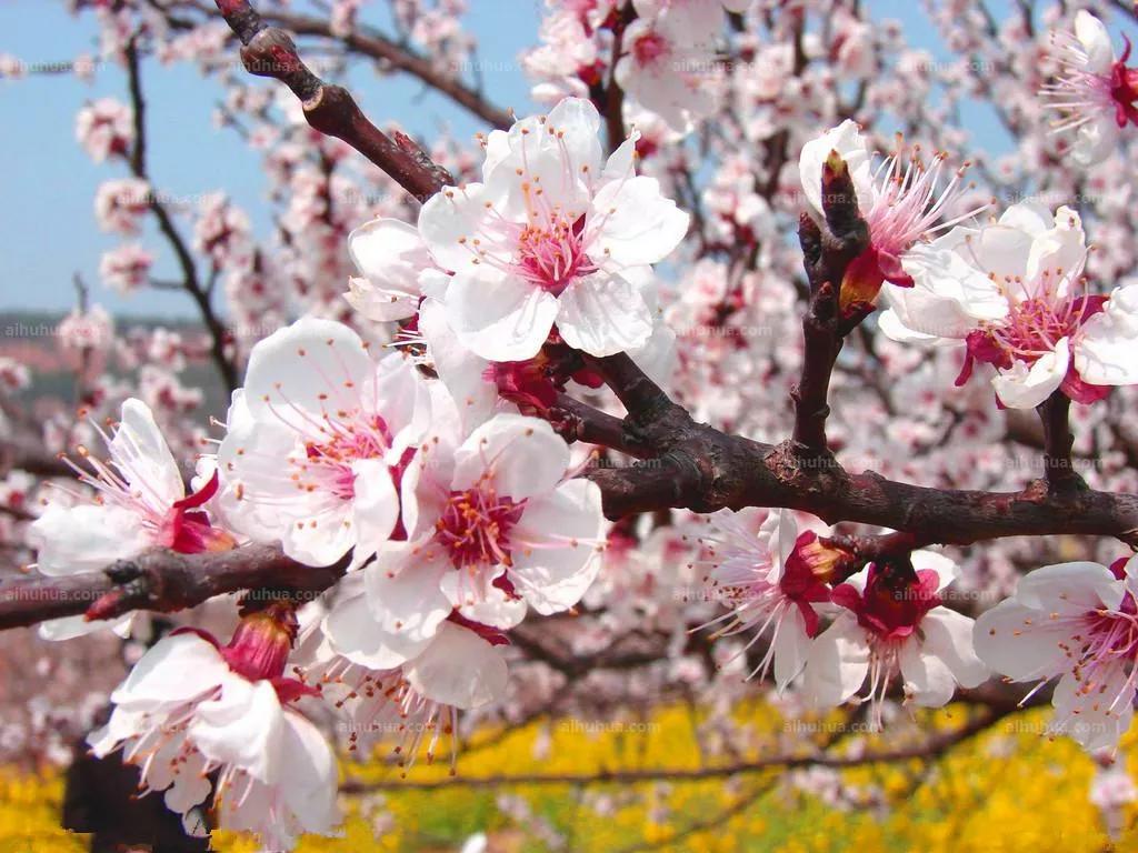 中国古时对月份的雅称,十二月份的别称和雅称