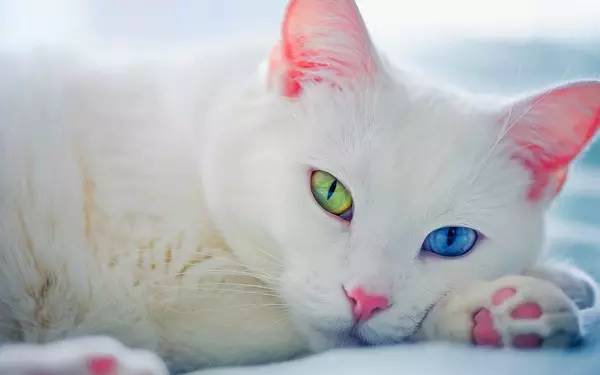 猫咪那些事|繁殖冷知识