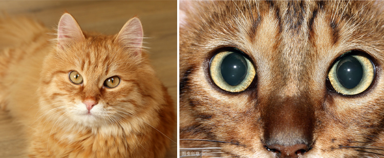 猫宠知识蓝猫,猫咪能利用哪些感官发现食物