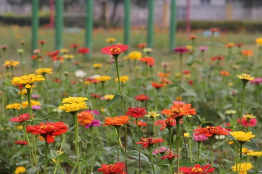 美哭了！小学校长为学生种了一片花海