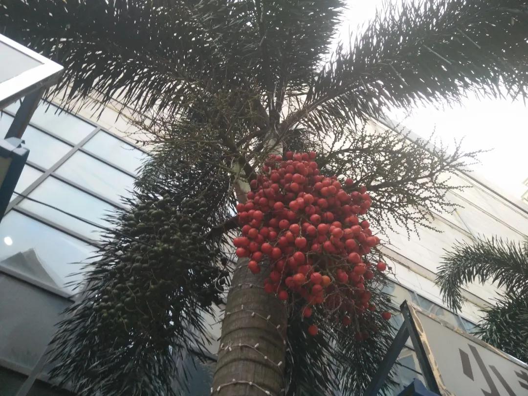 钦州像茶果一样的野果,广西的树结的果子可以吃