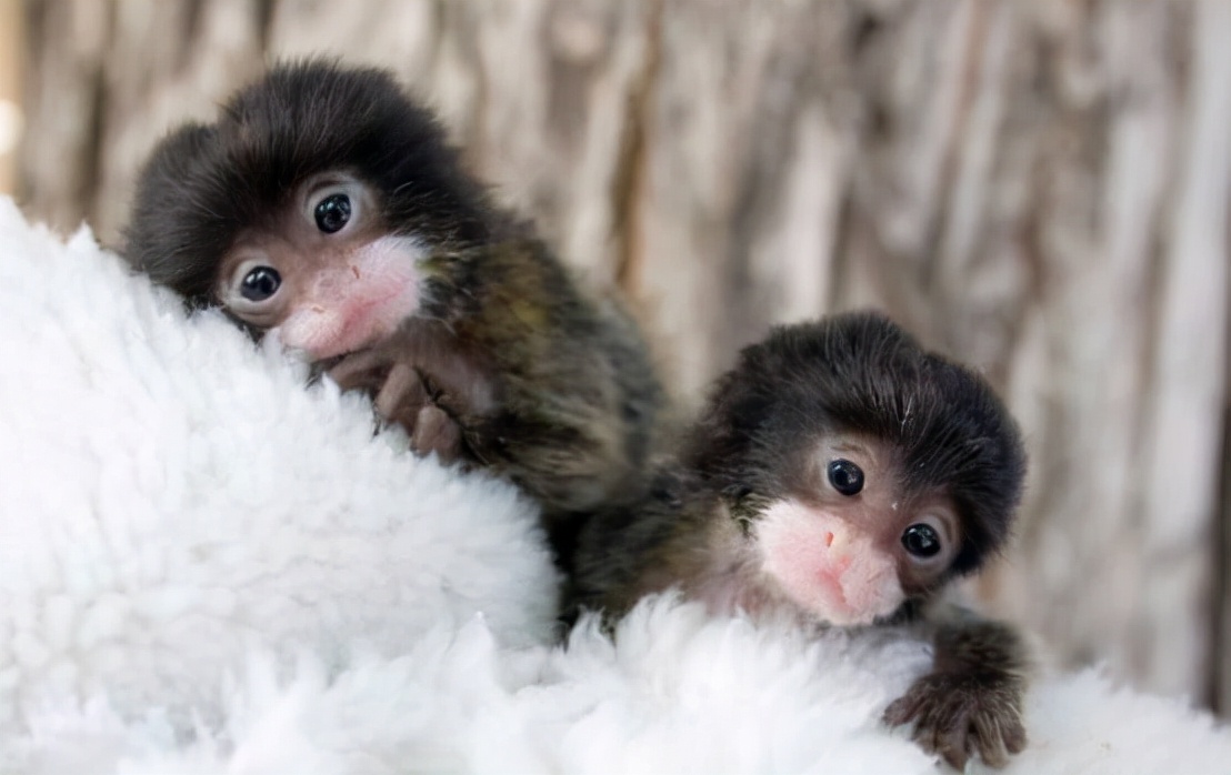 猴子会进化成凯撒吗,猴子会演化成人类吗