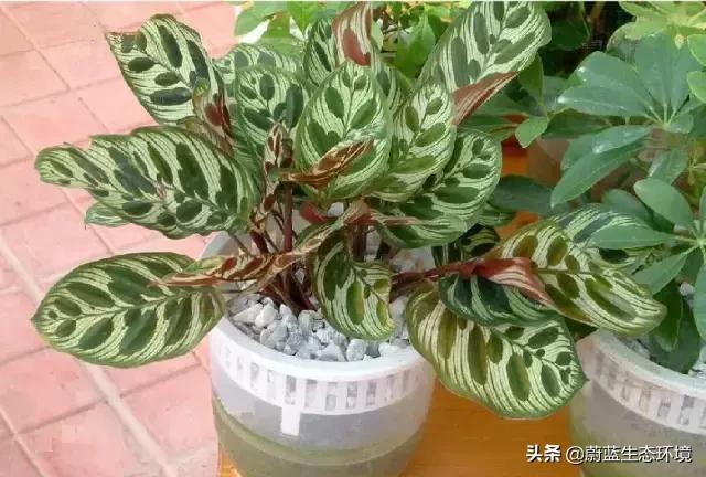 除甲醛的绿植有哪些比较好养,除甲醛最好的绿植都有啥