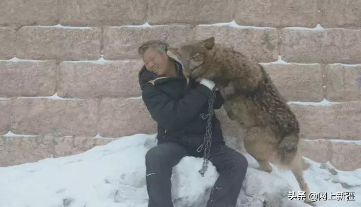 这位“女汉子”在*疆新**，把狼养成了哈士奇，就是经常揍狼的那个