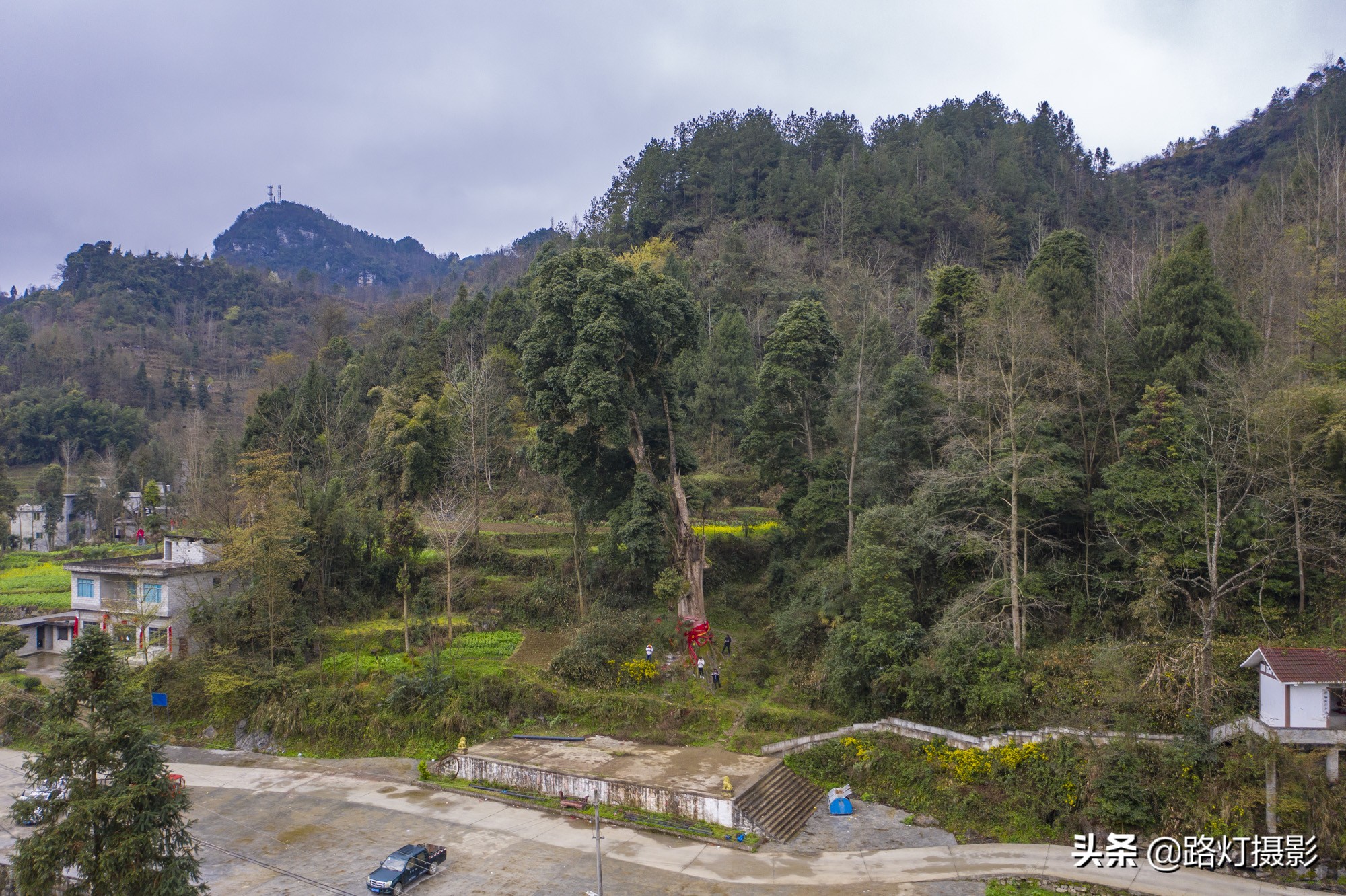 贵州金丝楠木树王还活着吗,贵州发现一棵千年楠木王