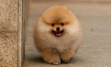 不建议养博美的原因,关于养博美的知识