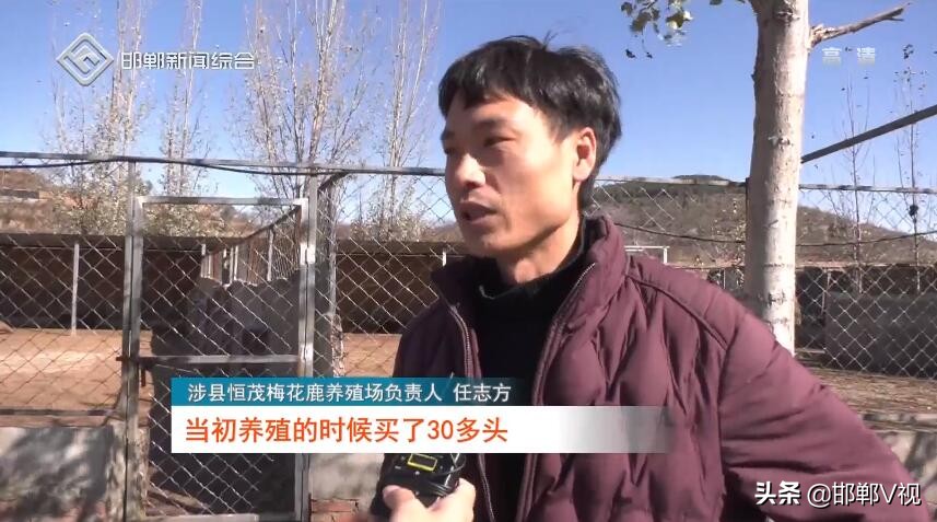 涉县任志方:90后小伙致富有“鹿”