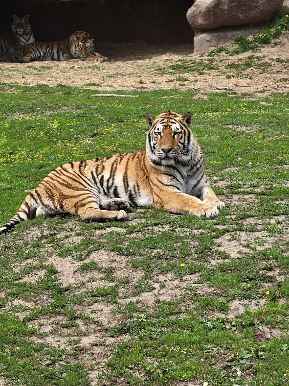 快乐动物园探险,愉快的旅行沈阳森林动物园一日游