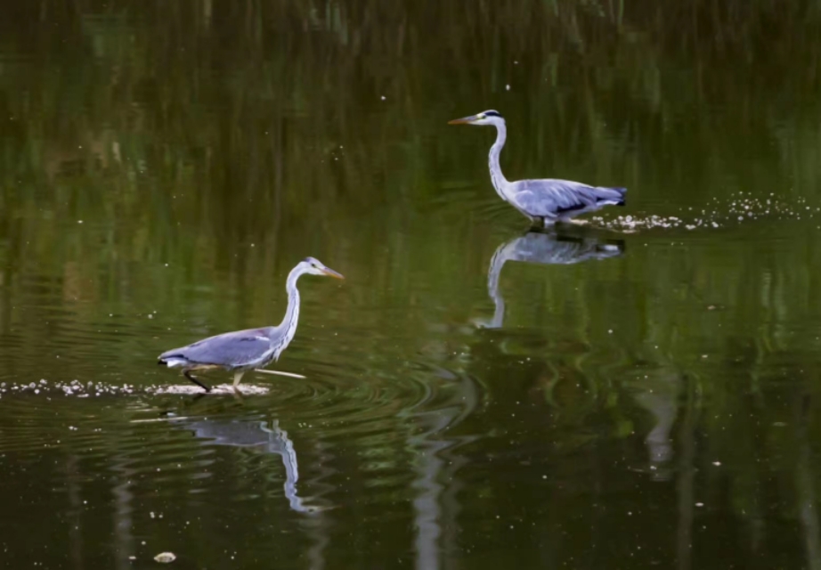 衡水湖有多美丽,七月衡水湖