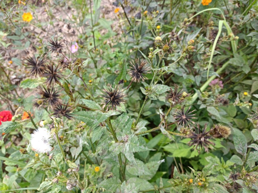 鬼针草功效与作用及禁忌图片,农村鬼针草有什么功效